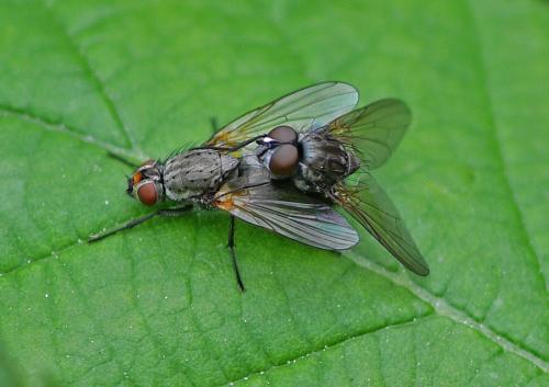 Botanophila fugax